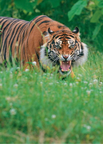 Visite des coulisses des animaux