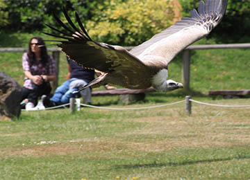 Un rapace au parc animalier Le PAL