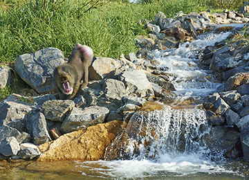 Un mandrill marchant à côté d'un cours d'eau au zoo Le PAL