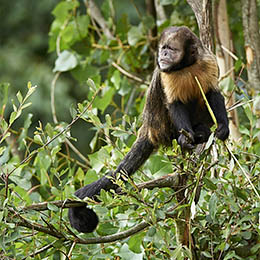 Un Capucin à poitrine jaune dans les branches d'un arbre au zoo Le PAL