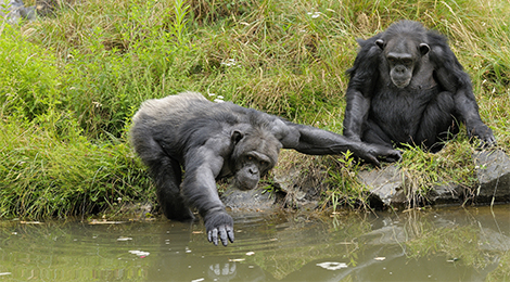 Animation pédagogique des chimpanzés