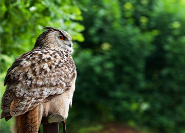 Grand duc européen sur un perchoir au parc animalier Le PAL