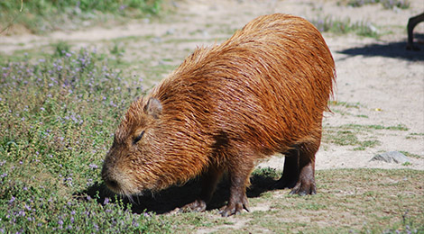 Capybara