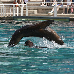 Animation des otaries au parc animalier Le PAL