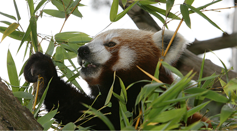 Animation pédagogique des pandas roux