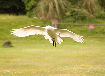 Mâle Harfang des neiges en plein vol au parc animalier Le PAL