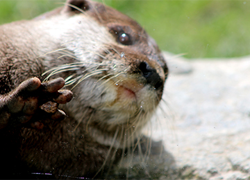 Gros plan sur la tête et la patte d'une loutre d'Asie au parc animalier Le PAL