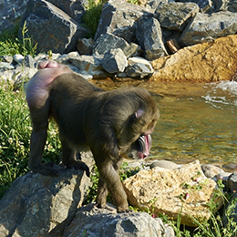 Un mandrill marchant près de l'eau au zoo Le PAL