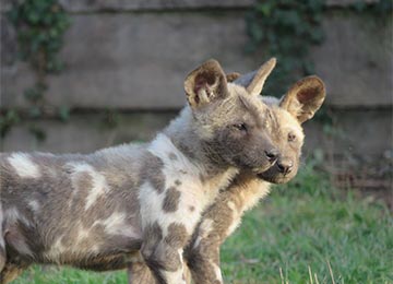 Deux Lycaons au parc animalier Le PAL dans l'Allier