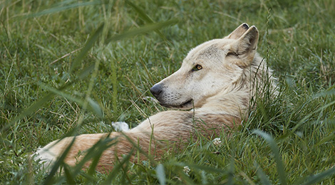 Loup du Canada