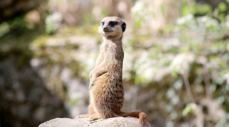 Suricate