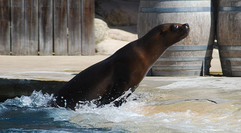 Le Ballet des Otaries