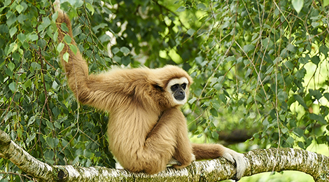 Nourrissage des gibbons