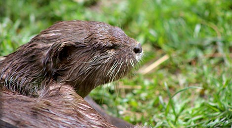 Loutre d'Asie