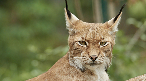 Lynx d'Europe