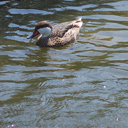 Un Pilet des Bahamas sur l'eau dans le parc animalier Le PAL