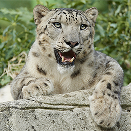 Panthère des neiges couchée sur une pierre au parc animalier Le PAL dans  l'Allier