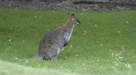 Wallaby de Bennett