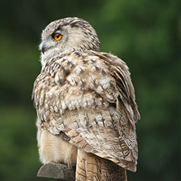 Grand duc européen sur un perchoir au zoo Le PAL au cœur de l'Auvergne