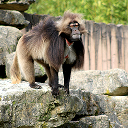 Un Gélada debout sur un rocher au parc animalier Le PAL