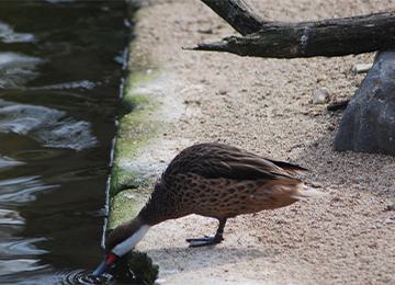 Un Pilet des Bahamas se désaltérant au parc animalier Le PAL