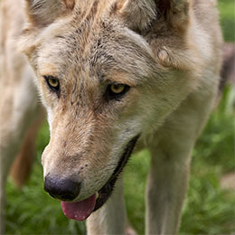 Gros plan sur un loup au parc animalier Le PAL