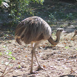 Nandou au zoo Le PAL