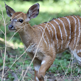 Un petit Nyala au parc zoologique Le PAL