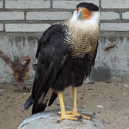 Un Caracara huppé au parc animalier Le PAL