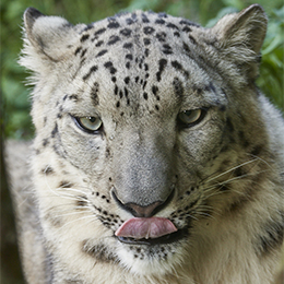 Gros plan sur la têt d'une panthère des neiges au zoo Le PAL