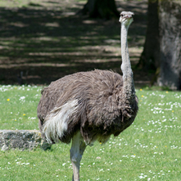 Une autruche debout dans l'herbe au zoo Le PAL