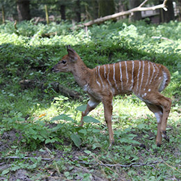 Un Nyala dans la forêt au zoo Le PAL