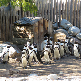 Groupe de Manchots du Cap au parc animalier Le PAL dans l'Allier