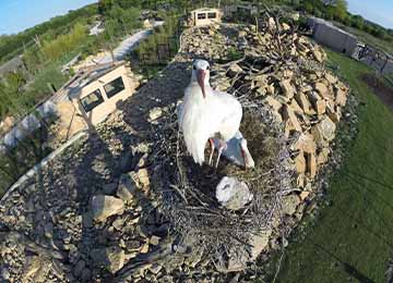 Nid d'une cigogne blanche au parc animalier Le Pal dans l'Allier