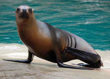 Une otarie au bord de l'eau au zoo Le PAL