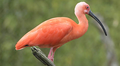 Ibis rouge