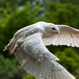 Un Harfang des neiges en plein vol au parc animalier Le PAL dans l'Allier