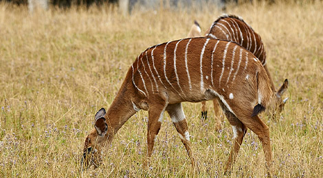 Nyala