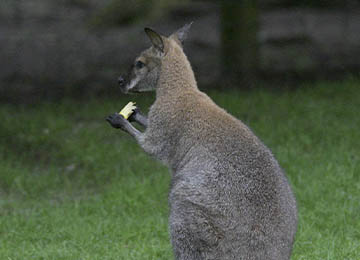 Wallaby de Bennett qui mange un fruit au zoo Le PAL en Auvergne