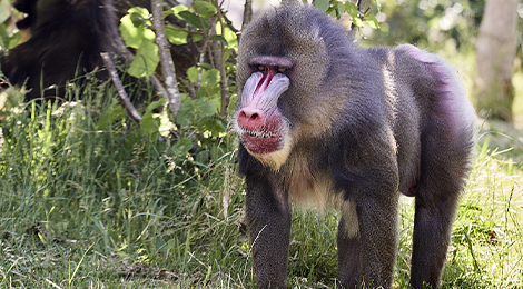 Mandrill