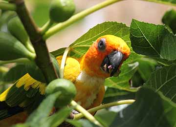 Gros plan sur une Conure soleil dans des feuilles au zoo Le PAL