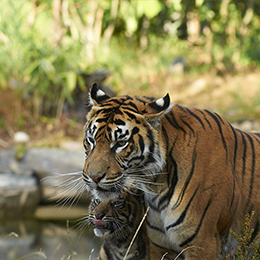 Un tigre pensif au zoo Le PAL