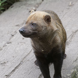 Un gros plan sur un Chien des buissons au parc zoologique Le PAL