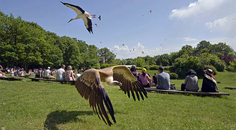 Des oiseaux et des hommes