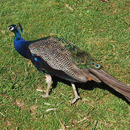 Un paon bleu dans l'herbe au parc animalier Le PAL en Auvergne