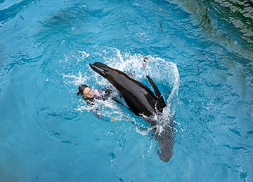 Le spectacle des otaries au parc animalier Le PAL