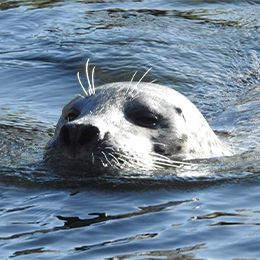 Gros plan sur la tête d'un phoque veau marine train de nager au zoo Le PAL