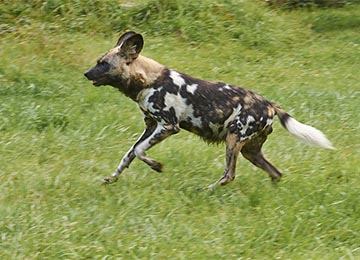 Un Lycaon qui court au zoo Le PAL en Auvergne