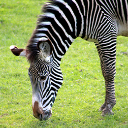 Zébre de Grévy qui broute au parc animalier LE PAL