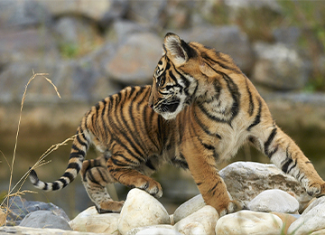 Un tigre regardant derrière lui au zoo Le PAL